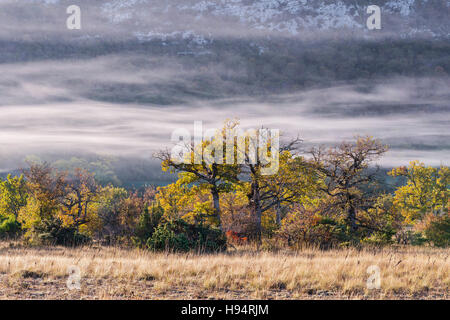 Chêne et Brume d ' Automne Forêt Domanial De La St. Baume-Var-Frankreich Stockfoto