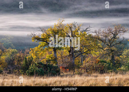 Chêne et Brume d ' Automne Forêt Domanial De La St. Baume-Var-Frankreich Stockfoto