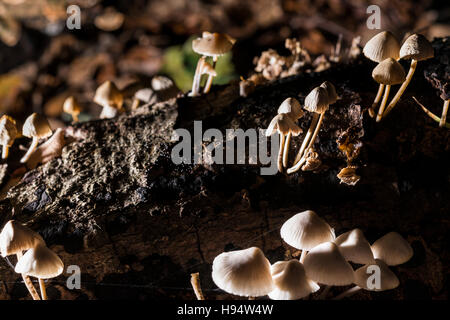 Mycene Cespiteuse Foret Domanial De La Sainte-Baume-Var-Frankreich 83 Stockfoto