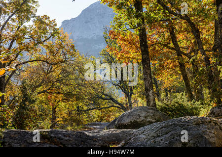 Forêt Domanial En Automne St. Baume-Var-Frankreich Stockfoto