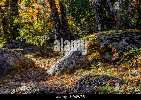 Forêt Domanial En Automne St. Baume-Var-Frankreich Stockfoto