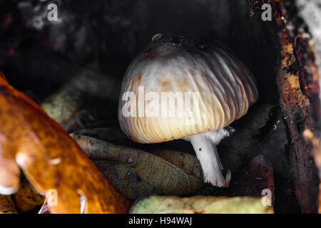 AGARIC ÉLÉGANT Foret Domanial De La Sainte-Baume-Var-Frankreich 83 Stockfoto