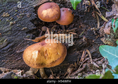 Pholiote des Charbonniéres et Feuille de Chêne Sur Souche d'arbre Foret Domanial De La Sainte-Baume-Var Frankreich 83 Stockfoto