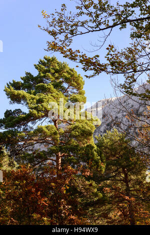 Forêt Domanial en Automne St Baume Var Frankreich 83 Stockfoto