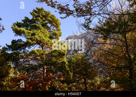 Forêt Domanial en Automne St Baume Var Frankreich 83 Stockfoto