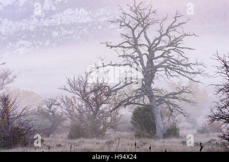 Chêne Pubescent en Automne sous la Brume Massif de la st Baume Var Frankreich Stockfoto