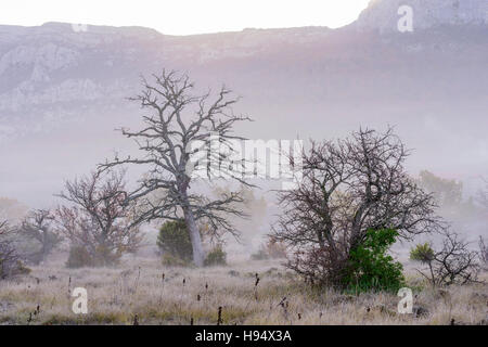 Chêne Pubescent sous la Brume en Automne Stockfoto