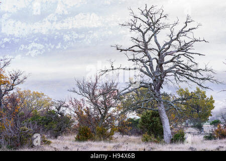 Chêne Pubescent en Automne sous la Brume Massif de la st Baume Var Frankreich Stockfoto