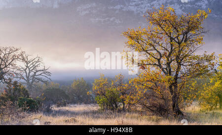 Chêne Pubescent en Automne sous la Brume Massif de la st Baume Var Frankreich Stockfoto