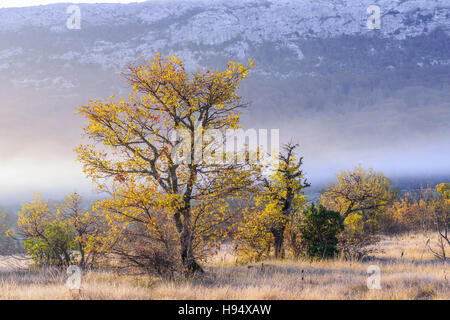 Chêne Pubescent en Automne sous la Brume Massif de la st Baume Var Frankreich Stockfoto