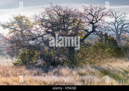 Chêne-Pubescent En Automne Sous la Brume St. Baume-Var-Frankreich Stockfoto