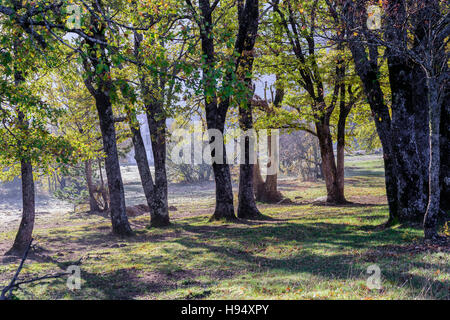 Arbre et Forêt Domanial en Automne St Baume Var Frankreich 83 Stockfoto