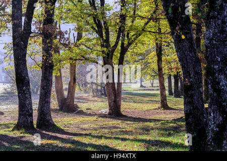 Arbre et Forêt Domanial en Automne St Baume Var Frankreich 83 Stockfoto