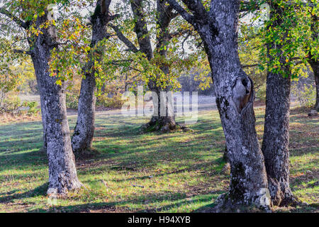 Arbre et Forêt Domanial en Automne St Baume Var Frankreich 83 Stockfoto