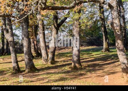 Arbre En Automne Forêt Domanial De La St. Baume Var Frankreich 83 Stockfoto