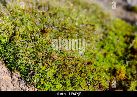 Gouttes d ' Eau Sur Mousse Forêt Domanial De La St. Baume-Var-Frankreich Stockfoto