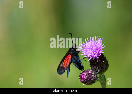 Der New Forest Burnet auf einer Distel Blüte mit einem grünen unscharf gestellt Hintergrund Stockfoto