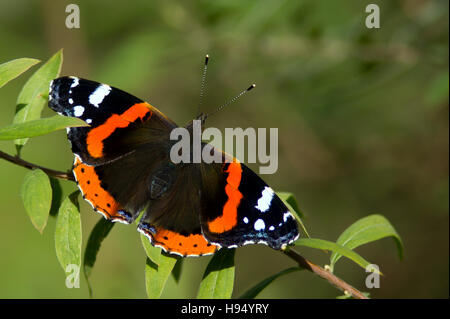 Der schöne rote Admiral Schmetterling ruht in den Busch nach einer Mahlzeit der Pflaume. Uppland, Schweden Stockfoto