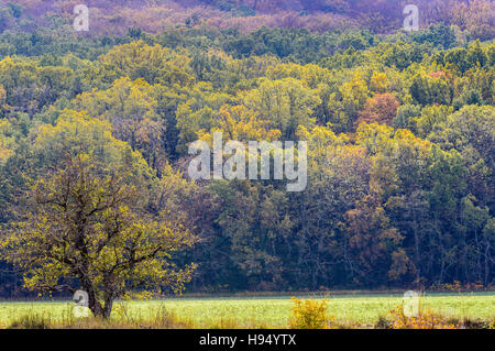 Grotte et Forêt Domanial En Automne St. Baume Var Frankreich 83 Stockfoto