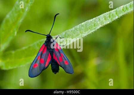 Narrow-Bordered fünf-Spot Burnet (Zygaena Lonicerae), eine Motte und Schmetterling, finden Sie hier in Uppland, Schweden Stockfoto