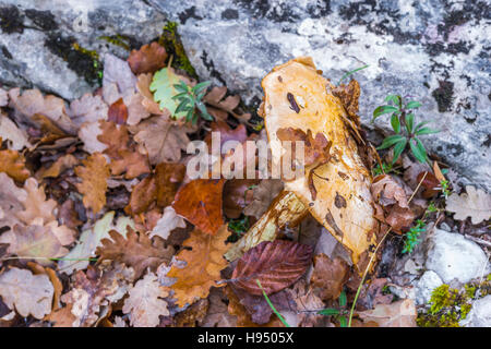 Champignon Bolet Jaune Stockfoto