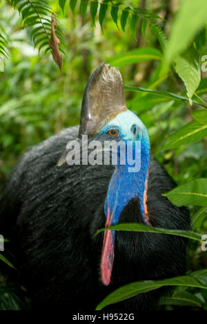 Südlichen oder Double-Wattled Helmkasuar (Casuarius Casuarius) männlich, WILD, Atherton Tablelands, Queensland, Australien Stockfoto