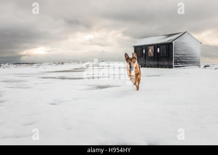 Haustiere: Leeds, West Yorkshire, UK. 18. November 2016. UK Wetter. Mehr Schnee schlägt die höhere Masse in Yorkshire Landschaft, einen Spielplatz für Hunde, Ilkley Moor, Skipton, Großbritannien. Rebecca Cole/Alamy leben Nachrichten Stockfoto