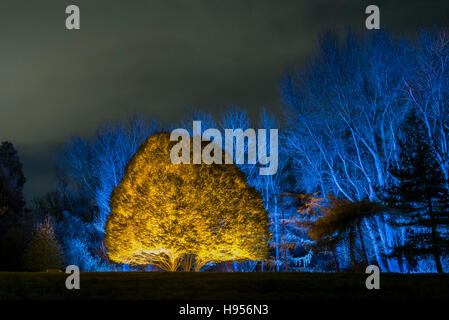 London, UK.  18. November 2016.  Die jährliche Lichtshow, bekannt als "Der verzauberte Wald" öffnet um Syon Park im Westen von London.  Syon House ist das Londoner Haus des Herzogs von Northumberland und seiner Familie, und auf dem Gelände von Capability Brown entworfen, ein Wanderweg führt die Besucher auf eine nächtliche Tour des Parks mit ihren Weg von bunten Lichtern beleuchtet. Bildnachweis: Stephen Chung / Alamy Live News Stockfoto