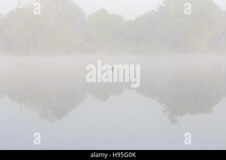 Eine kleine Ente auf dem See Stockfoto