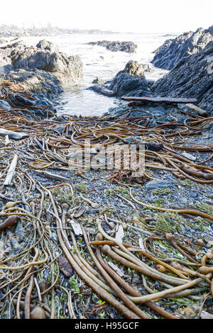 Kelp Algen (Nereocystis Luetkeana) an einem Strand in Ucluelet British Columbia Kanada Nordamerika Stier Stockfoto