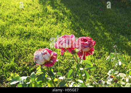 Drei Rosen am Rosenstrauch im Herbst Garten Stockfoto