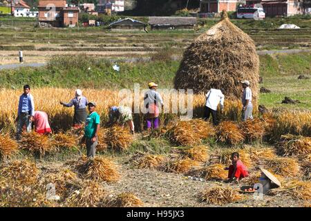 Arbeiter in den Feldern in der Nähe von Nagarkot. Nepal. Stockfoto