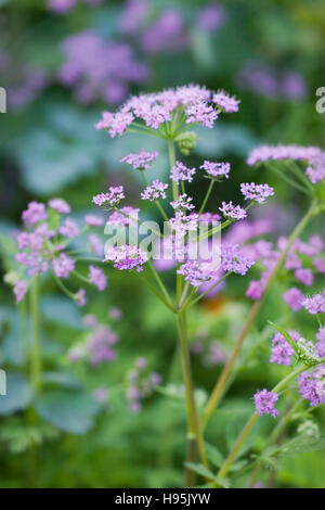 Chaerophyllum hirsutum 'roseum' (Umbellifer), Mai, Großbritannien Stockfoto