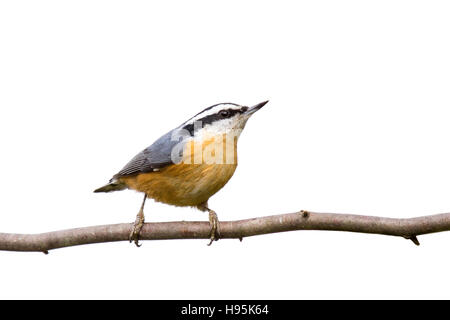 Red-breasted Kleiber thront auf einem Ast auf der Suche nach Nahrung; isoliert auf weißem Hintergrund Stockfoto