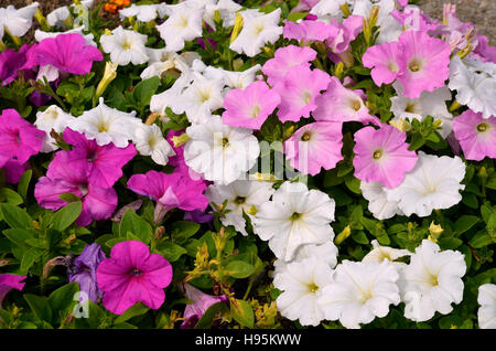 Hintergrund der blühenden roten und weißen Petunia Surfinia Blumen Stockfoto