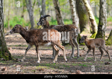 Paar von Mufflon Korsika (Ovis Aries Orientalis) mit einem jungen im Wald Stockfoto