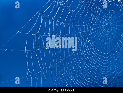 Blaue Spinnen Web Stockfoto