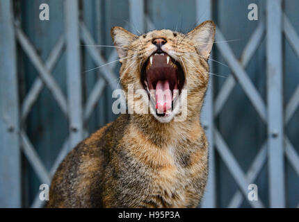 Gähnende Katze in Bangkok, Thailand Stockfoto