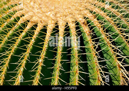 Nahaufnahme des Golden Barrel Cactus (Echinocactus Grusonii) Stockfoto