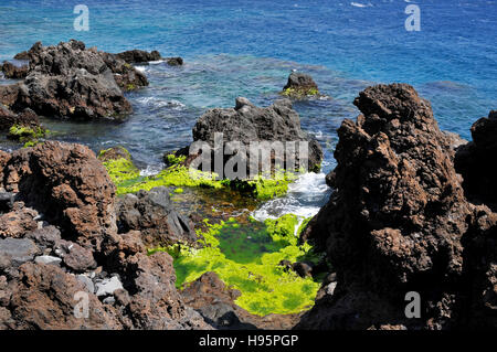 Felsige Küste von San Juan mit grünen Algen auf Teneriffa in die spanischen Kanarischen Inseln Stockfoto