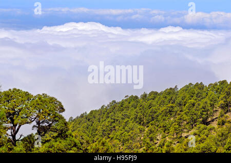 Luftaufnahme des Waldes der kanarischen Kiefern (Pinus Canariensis) über den Wolken auf Teneriffa in die spanischen Kanarischen Inseln Stockfoto