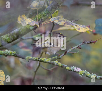 Wintergoldhähnchen, Regulus Regulus, Wales, im winter Stockfoto