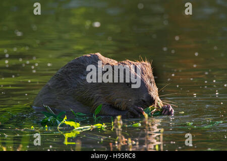 Eurasische Biber / europäische Biber (Castor Fiber) knabbert an Willow Zweig im Teich Stockfoto