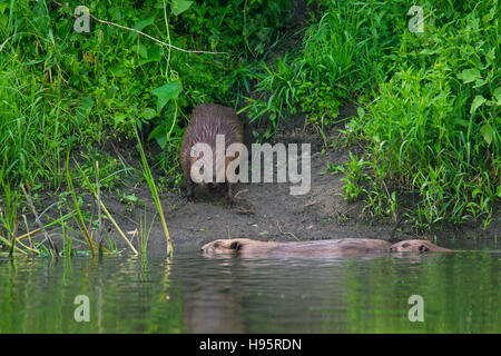 Eurasische Biber / europäische Biber (Castor Fiber) am Flussufer und Familienmitglieder schwimmen durch Stockfoto