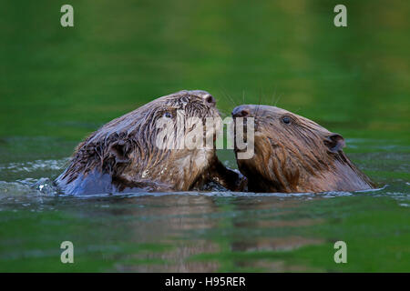 Nahaufnahme von zwei Eurasische Biber / europäische Biber (Castor Fiber) kämpfen beim Schwimmen im Teich Stockfoto