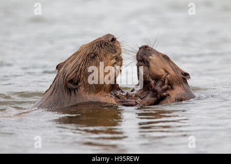 Nahaufnahme von zwei Eurasische Biber / europäische Biber (Castor Fiber) Kämpfe im Teich Stockfoto