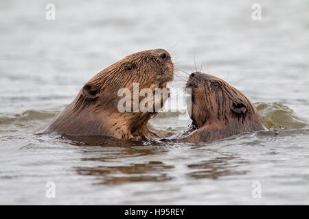 Nahaufnahme von zwei Eurasische Biber / europäische Biber (Castor Fiber) Erwachsene und Jugendliche treffen sich beim Schwimmen im Teich Stockfoto