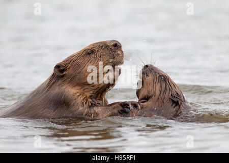 Nahaufnahme von zwei Eurasische Biber / europäische Biber (Castor Fiber) kämpfen beim Schwimmen im Teich Stockfoto