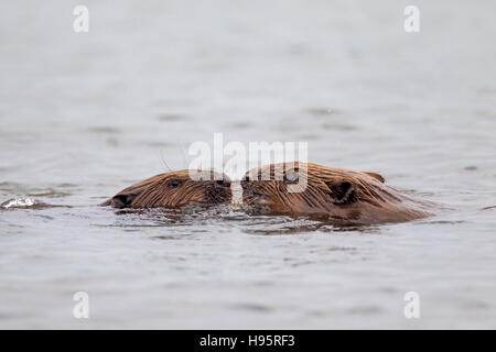 Nahaufnahme von zwei Eurasische Biber / europäische Biber (Castor Fiber) Erwachsenen und Jugendlichen Gruß beim Schwimmen im Teich Stockfoto