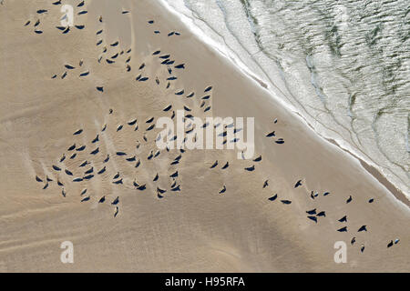 Vogelperspektive der Seehunde / Hafen Seehunde (Phoca Vitulina) im Robbenkolonie ruht auf Sandbank entlang der Nordseeküste Stockfoto